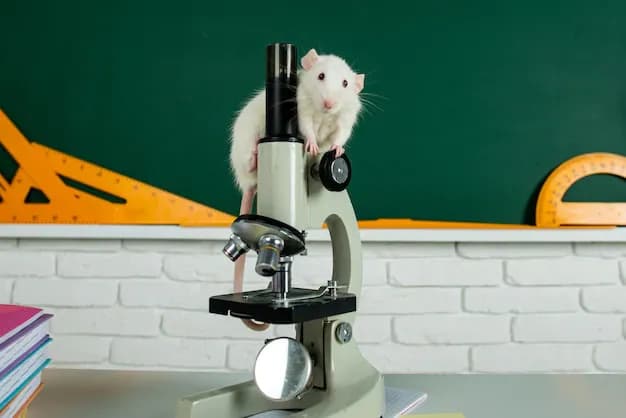 laboratory-rat-lab-concept-testing-drugs-vaccines-laboratory-animals-humanity-genetic-studies_265223-17175.webp